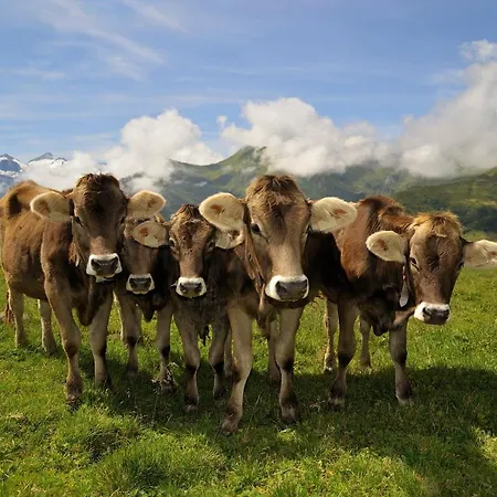 Dağ evi Brugger Chaletdorf